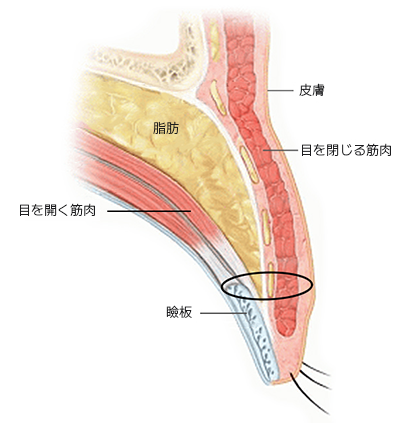 The Key to Beautiful Eyes