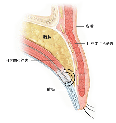 The Key to Beautiful Eyes